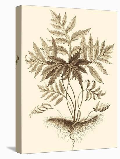 Sepia Munting Foliage IV-Abraham Munting-Stretched Canvas