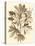 Sepia Munting Foliage V-Abraham Munting-Stretched Canvas