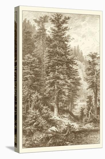 Sepia Noble Fir-Ernst Heyn-Stretched Canvas