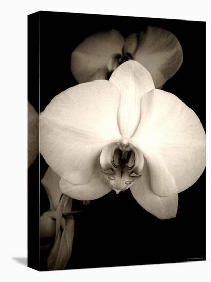 Sepia Orchid-Lydia Marano-Premier Image Canvas