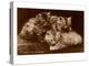 Sepia Photograph of Kittens-null-Stretched Canvas