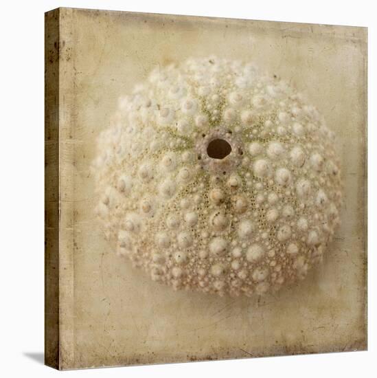 Sepia Shell II-Judy Stalus-Stretched Canvas