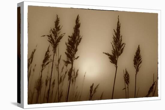 Sepia Sunrise-Adrian Campfield-Premier Image Canvas