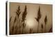 Sepia Sunrise-Adrian Campfield-Premier Image Canvas