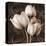 Sepia Tulip I-Christine Zalewski-Stretched Canvas