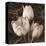 Sepia Tulip II-Christine Zalewski-Stretched Canvas