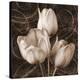 Sepia Tulip II-Christine Zalewski-Stretched Canvas