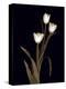 Sepia Tulips-Anna Miller-Premier Image Canvas