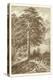 Sepia Wild Pine-Ernst Heyn-Stretched Canvas