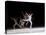 Sequence of Female Figure Skater in Action-null-Premier Image Canvas