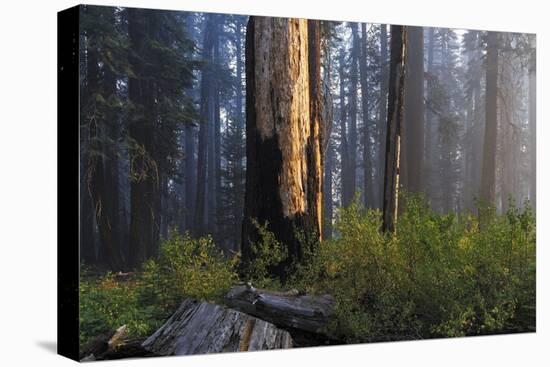 Sequoia and King's Canyon National Park, California-Marco Isler-Premier Image Canvas