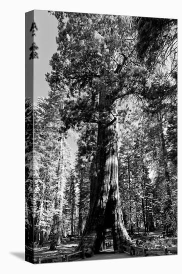 Sequoia - Mariposa Grove Museum - Yosemite National Park - Californie - United States-Philippe Hugonnard-Premier Image Canvas