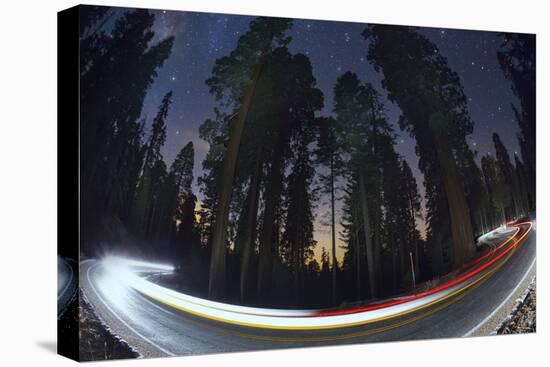 Sequoia National Park at Night-Jon Hicks-Premier Image Canvas