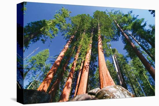 Sequoia National Park I-null-Stretched Canvas