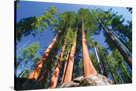 Sequoia National Park I-null-Stretched Canvas