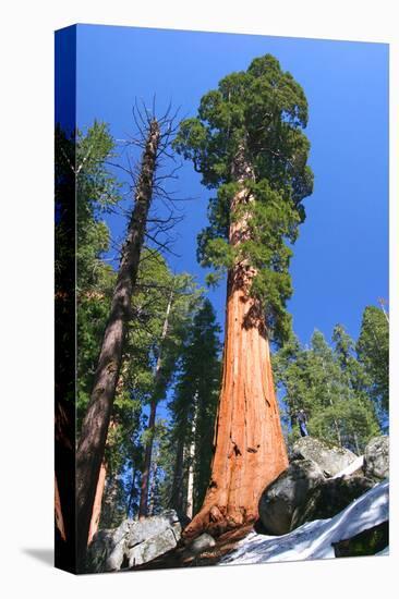 Sequoia National Park II-null-Stretched Canvas