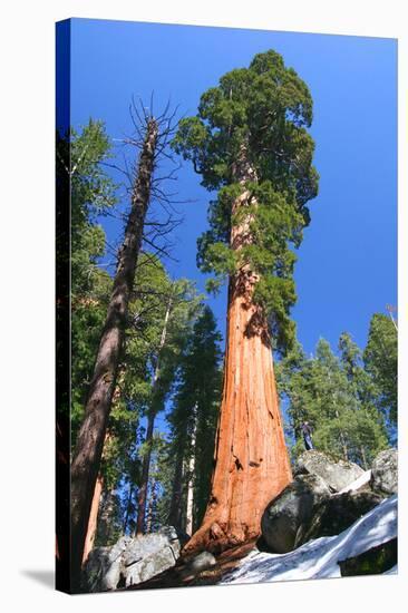Sequoia National Park II-null-Stretched Canvas