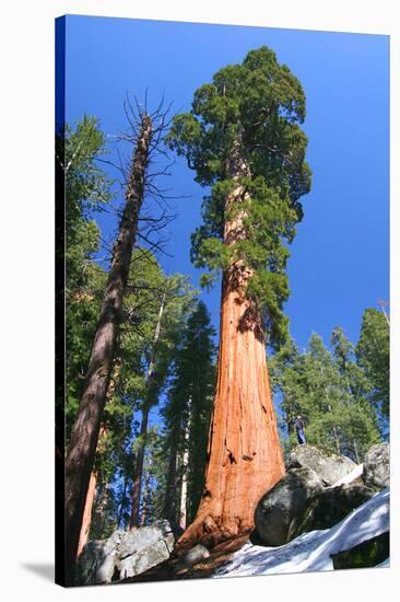 Sequoia National Park II-null-Stretched Canvas