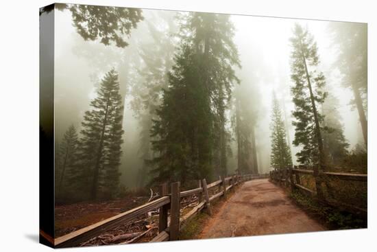 Sequoia National Park in USA-Andrushko Galyna-Premier Image Canvas