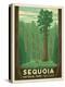 Sequoia National Park-Anderson Design Group-Stretched Canvas