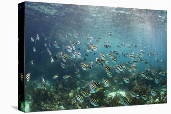 Sergeant Major Fish School Near Coral Reef with Sunrays in Background, Bahamas-James White-Premier Image Canvas