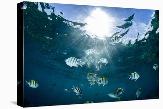 Sergeant Major Fish Swim Near Surface with Sunrays Shining Through, Looe Key Reef, Florida Keys-James White-Premier Image Canvas