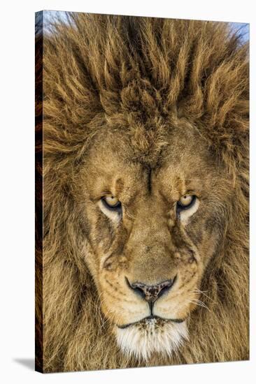 Serious Lion-Mike Centioli-Stretched Canvas