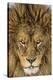 Serious Lion-Mike Centioli-Stretched Canvas