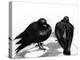 Serious Pigeon Situation, 2012-Nancy Moniz-Premier Image Canvas