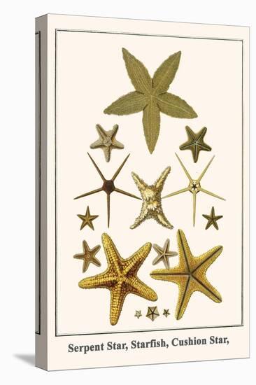 Serpent Star, Starfish, Cushion Star,-Albertus Seba-Stretched Canvas