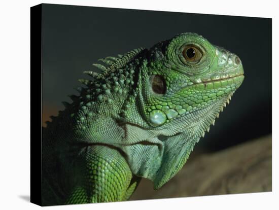 Serpentarium Green or Common Iguana, Skye, Scotland, United Kingdom, Europe-Murray Louise-Premier Image Canvas