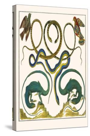 Serpents Lizards And Birds Art Print Albertus Seba Art Com