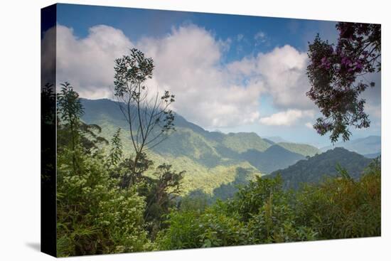 Serra Do Mar Jungle in Sao Paulo State-Alex Saberi-Premier Image Canvas