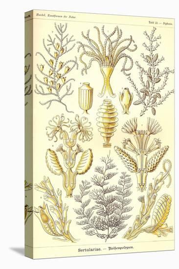 Sertulariae-Ernst Haeckel-Stretched Canvas