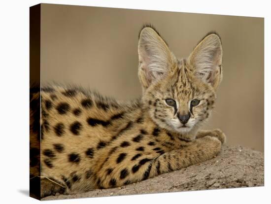 Serval Cub on Termite Mound, Masai Mara National Reserve, Kenya, East Africa, Africa-James Hager-Premier Image Canvas