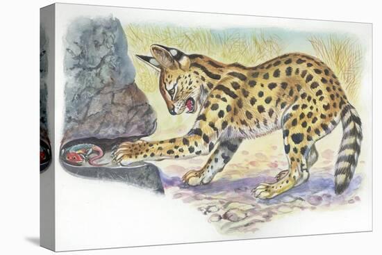 Serval Felis Serval Catching Reptile-null-Premier Image Canvas