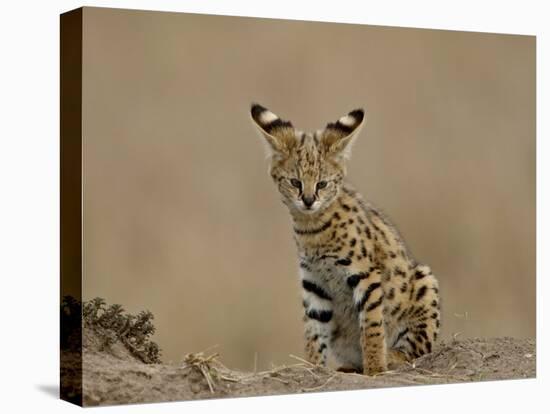 Serval (Felis Serval) Cub on Termite Mound, Masai Mara National Reserve, Kenya, East Africa-James Hager-Premier Image Canvas