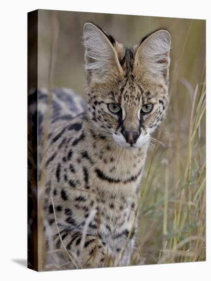 Serval (Felis Serval), Masai Mara National Reserve, Kenya, East Africa, Africa-James Hager-Premier Image Canvas