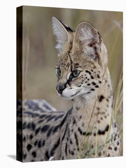 Serval (Felis Serval), Masai Mara National Reserve, Kenya, East Africa, Africa-James Hager-Premier Image Canvas