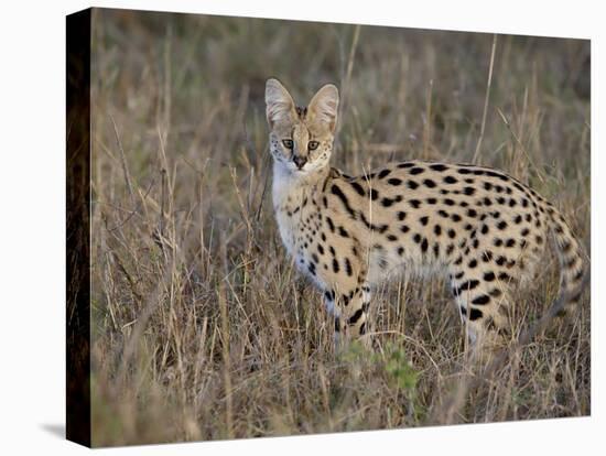 Serval, Masai Mara National Reserve, Kenya, East Africa, Africa-James Hager-Premier Image Canvas