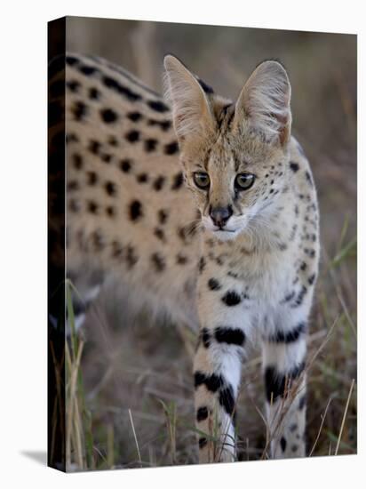 Serval, Masai Mara National Reserve, Kenya, East Africa, Africa-James Hager-Premier Image Canvas