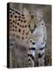 Serval, Masai Mara National Reserve, Kenya, East Africa, Africa-James Hager-Premier Image Canvas