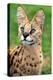 Serval-Lantern Press-Stretched Canvas