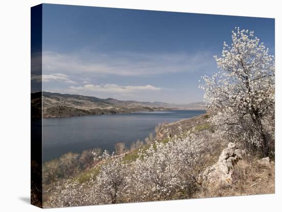 Serviceberry, Horsetooth Reservoir, Fort Collins, Colorado, USA-Trish Drury-Premier Image Canvas