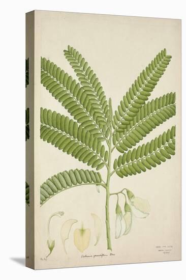 Sesbonia Grandiflora Pers, 1800-10-null-Premier Image Canvas