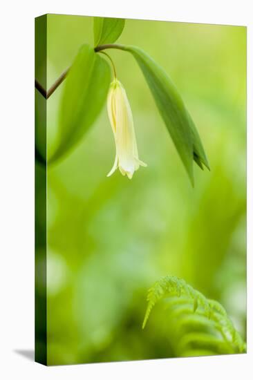 Sessile Bellwort in Forest, Durham, New Hampshire-Jerry & Marcy Monkman-Premier Image Canvas