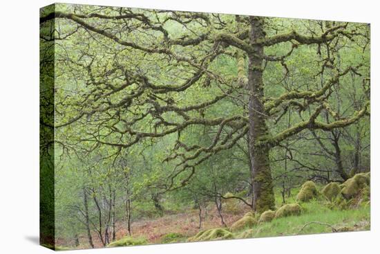 Sessile Oak Tree (Quercus Petraea) in Spring, Sunart Oakwoods, Ardnamurchan, Highland, Scotland, UK-Peter Cairns-Premier Image Canvas