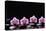 Set of Four Orchid with Therapy Stones-crystalfoto-Premier Image Canvas