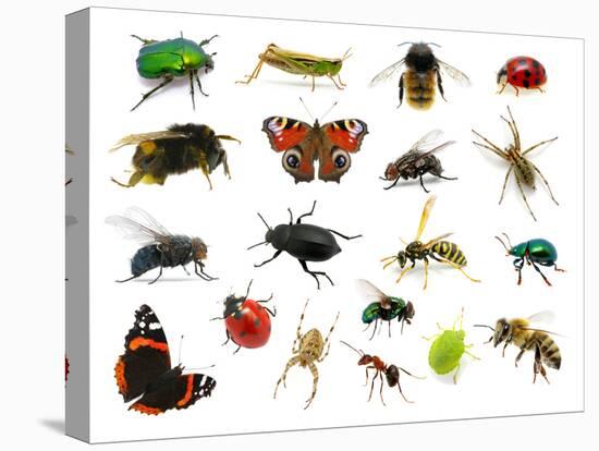 Set of Insects on White-Ale-ks-Premier Image Canvas