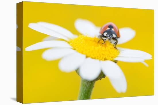 Seven spot ladybird on Mayweed flower, Cyprus-Edwin Giesbers-Premier Image Canvas